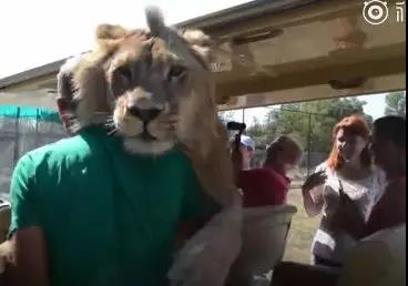 狮子跳上游览车卖萌求抱抱，谁还不是个宝宝呢？