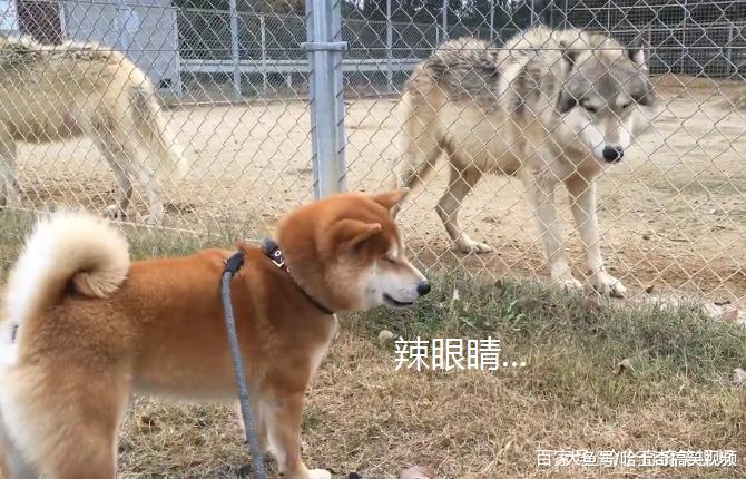 柴犬在动物园看到狼，结果却跟对方吵起来，不就是二哈吗？