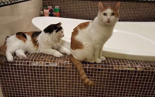 ?参观李静住的豪宅，她是一名很出色的主持人，现实房子装修很豪华