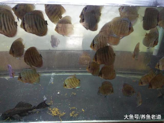 碰巧魚缸過濾停掉了一個晚上，我們看看一天之后水質如何？