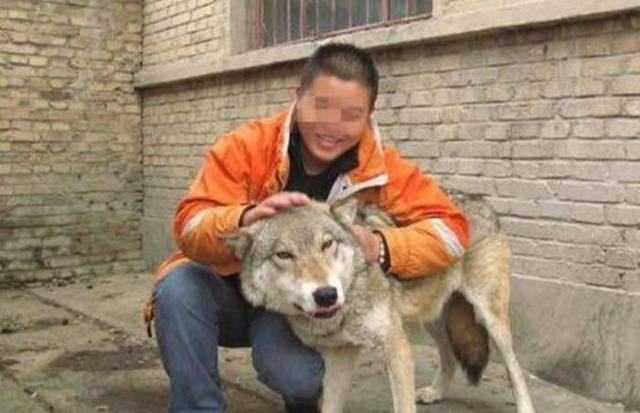 网友碰到一只哈士奇，把照片发到网上，网友评论你还活着吗