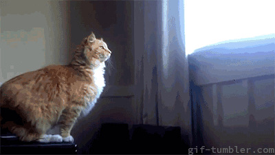 猫聪明？还是狗聪明？根据这 3点你也可以来判断