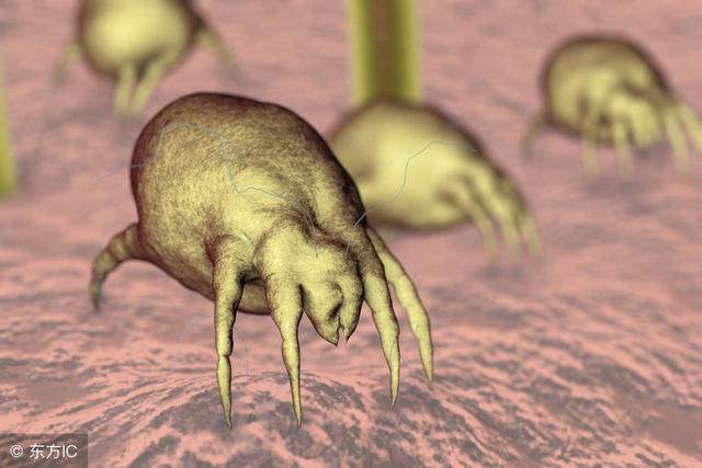 一个妙招，就把脸上螨虫连根拔起，只需卧室放一“宝贝”，螨虫全灭光