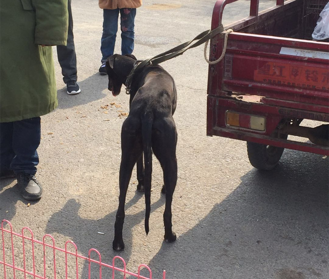 大爷在狗市卖金毛，狗子趴在车上一脸悲伤，狗：主人别卖我……