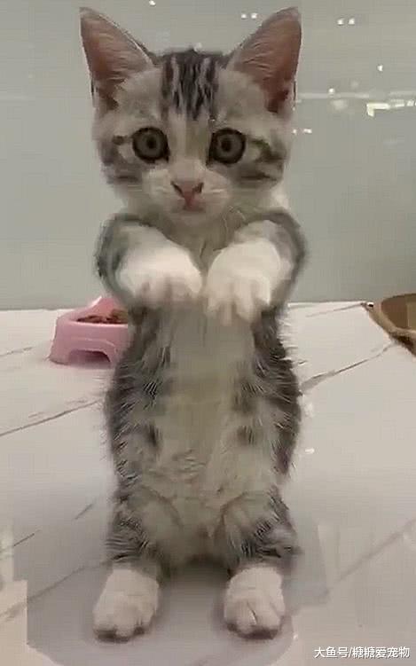 小猫乖坐在玻璃前，看见人就伸爪拜拜，喵：拜托了，带我回家吧！