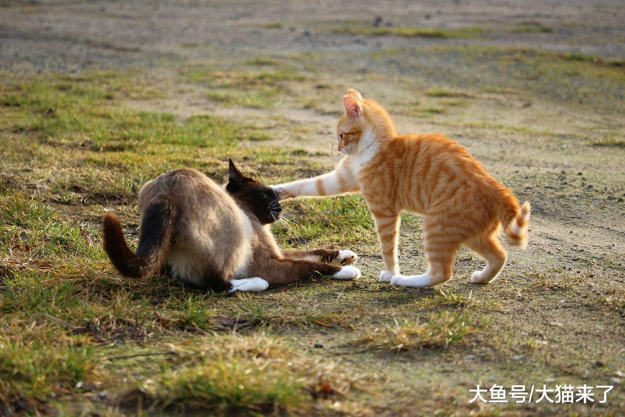 如何判斷貓群中哪只貓是老大？看它們的尾巴