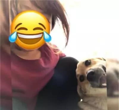 10年后再遇熟悉的狗：当初就是你天天追着我咬？！