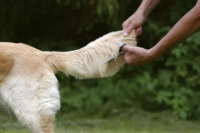 狗狗追逐自身尾巴受三点因素影响，正确舒缓犬心理疾病才是关键
