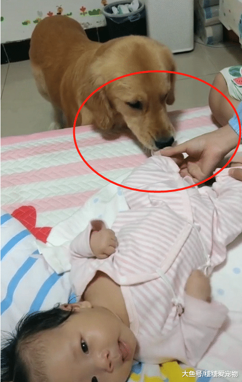 养了一只金毛陪伴女儿，还会帮女儿脱袜子，主人：兼顾保镖和保姆