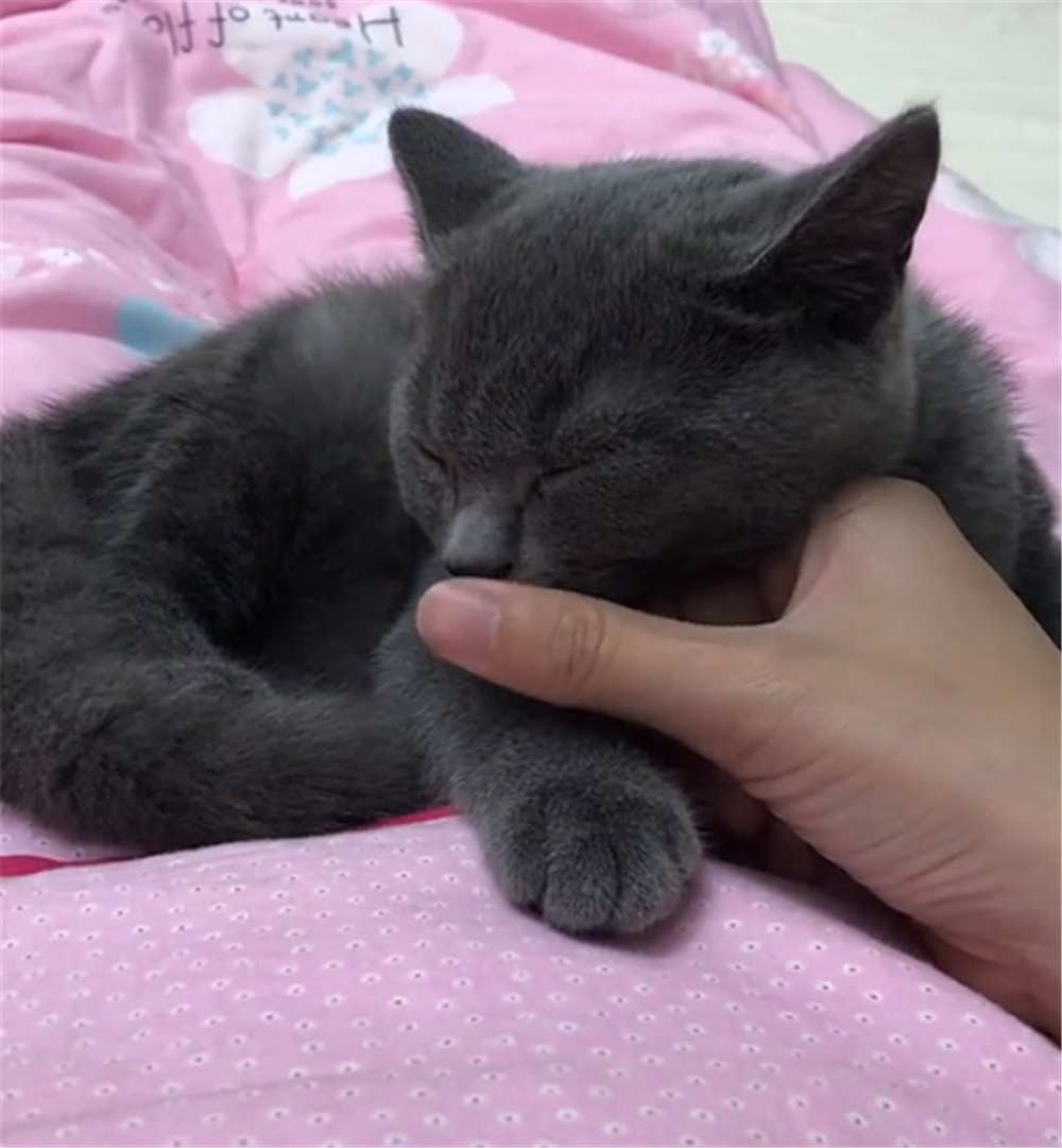 猫咪被带去姥姥家, 姥姥怕猫冻脚给它穿鞋子, 猫的反应亮了……