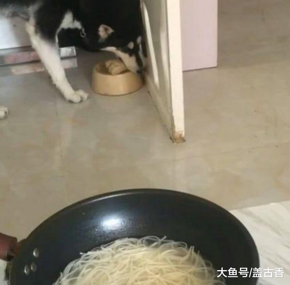 二哈见主人吃太清淡，下一秒做出的举动，让主人有苦说不出