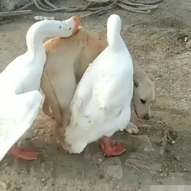两只大鹅围攻狗狗，狗狗被啄得无力还手，接下来出人意料