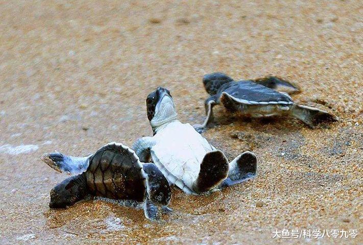 马来西亚惊现双头海龟，两头各控制一边肢体，但仅存活2天！