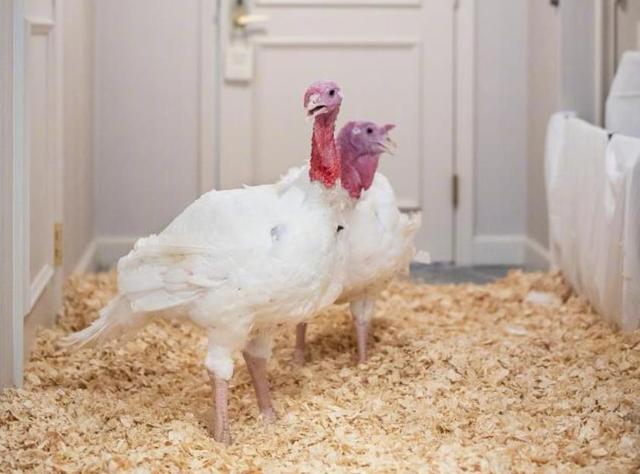 两只白胖火鸡抵达华盛顿入住高级酒店，特朗普将选一只特赦