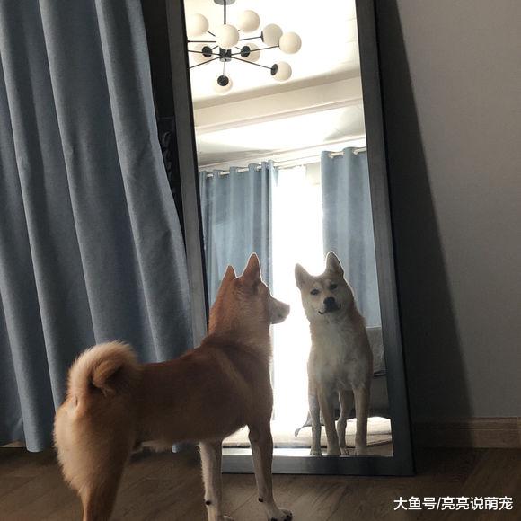 网友家柴犬玩够了就睡，醒了第一件事是照镜子，很注重形象