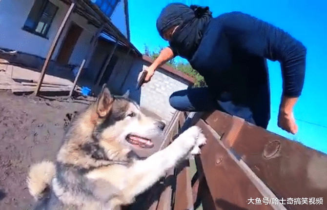 蒙面“坏人”爬墙而入，3只哈士奇的表现，却让主人笑翻了