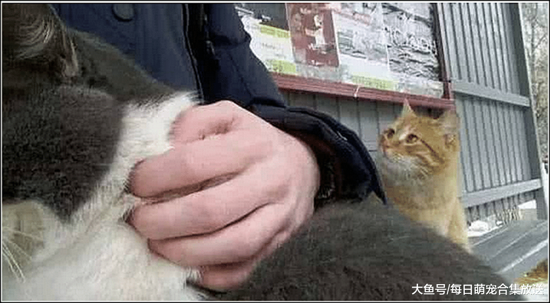 男主抱了下别人家的猫咪，被自家爱猫看见后瞬间不淡定了