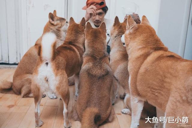柴犬家族成为名人，一家五口口齐齐拍广告，连陈奕迅也是合照对象