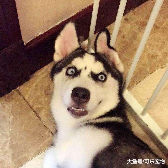 哈士奇自己打开了水龙头，把家里变成了泳池，主人：狗肉怎么做好