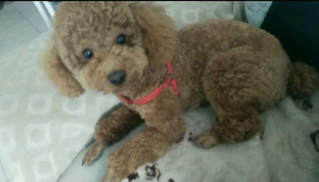 江苏沭阳学府花苑寻找棕色公泰迪