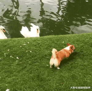 柯基爱上了白天鹅，奈何人家瞧不上矮子：腿长8厘米也配追我！