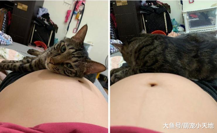 猫咪爽躺6月大孕肚，隔肚皮对小猫奴进行胎教：快出来帮我铲屎！