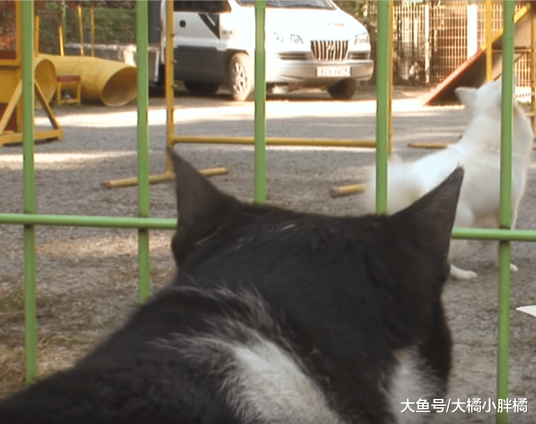 野猫向狗狗学习，可以听懂很多指令，它一直把自己当作一只“狗”