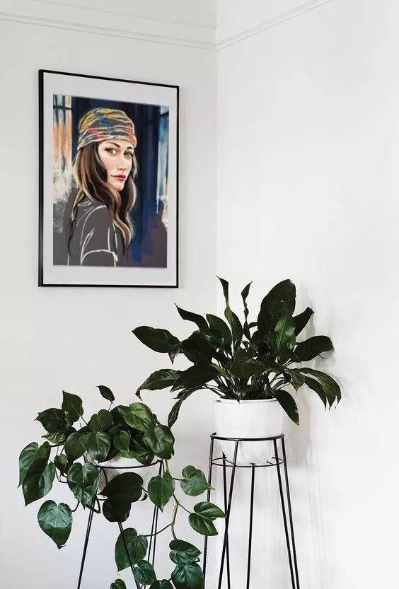 想要提升你家的家居品位，你可以通过这样的绿植来做到