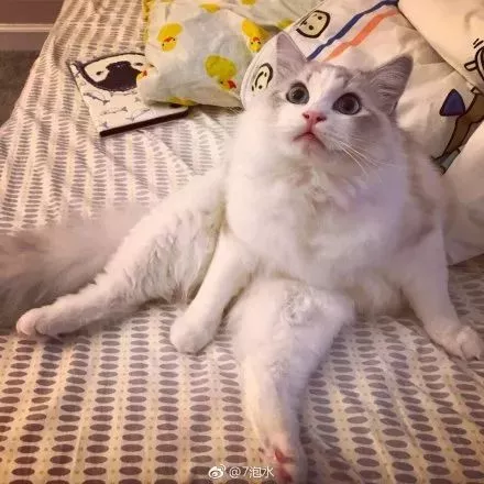 有人说，这是快速区分男女喵的方法，只不过…