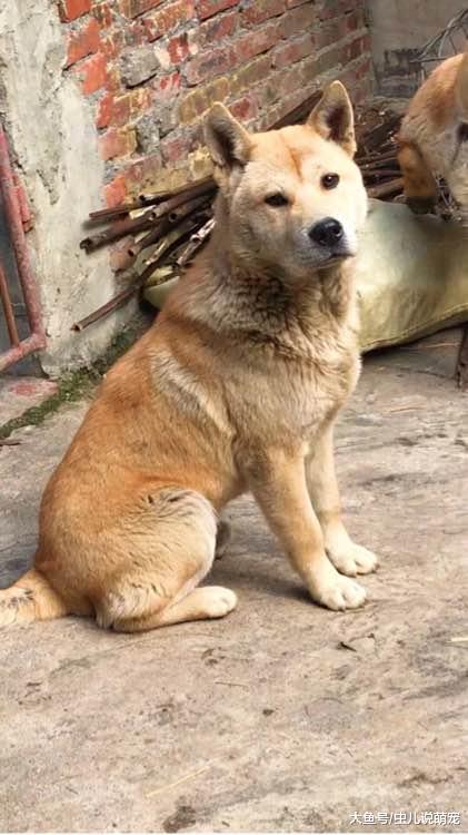 土狗就是好喂，这身体素质杠杠的，而且从来不生病！