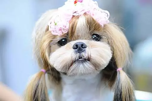 没有小问题，不治疗可能会导致失明！