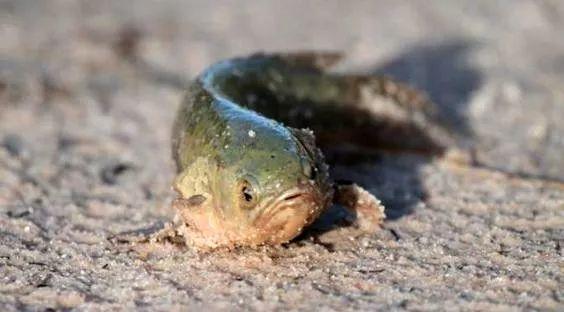 这只龟壳攀鲈总是跳出水面, 还能不能认真点当条鱼了