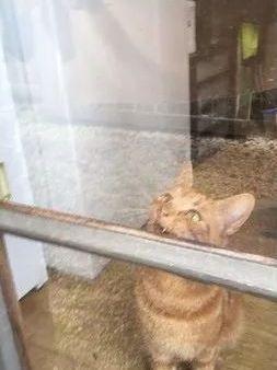 铲屎官被锁门外，现场给橘猫上“开锁课”，十分钟后竟真的开了！