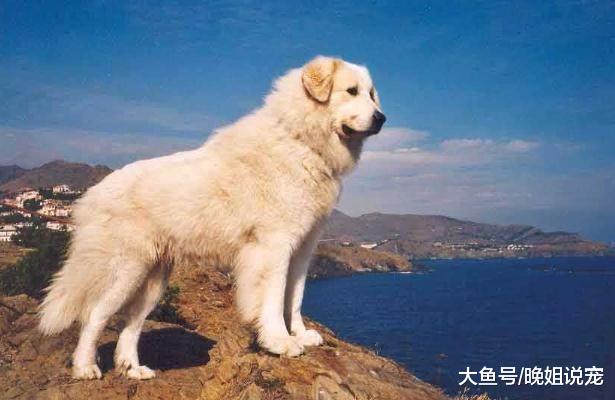 你知道哪些狗狗之最？边牧是最聪明的狗狗，它是最大的狗狗