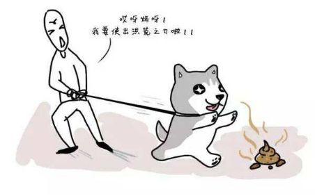 狗狗為什么喜歡吃屎？看完你就明白了！