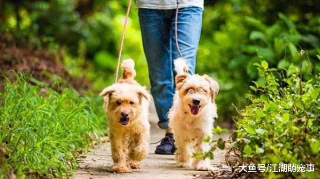 带你了解养狗不遛狗的后果，你还敢不遛狗吗？