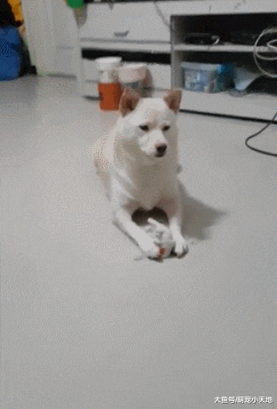 情敌现身！ 醋包柴一听关键4字秒变傲娇脸，摆出高傲谈判架式