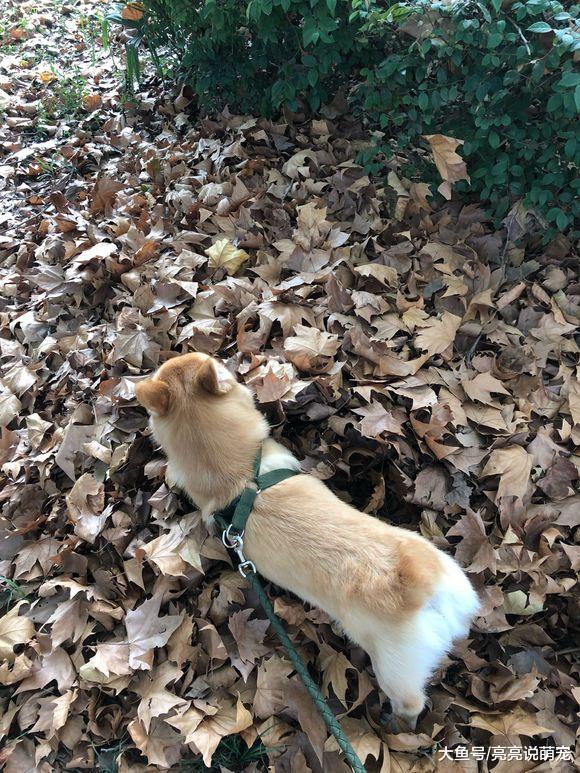 养柯基真不容易，只要在家关着就“造反”，它每天都要出去