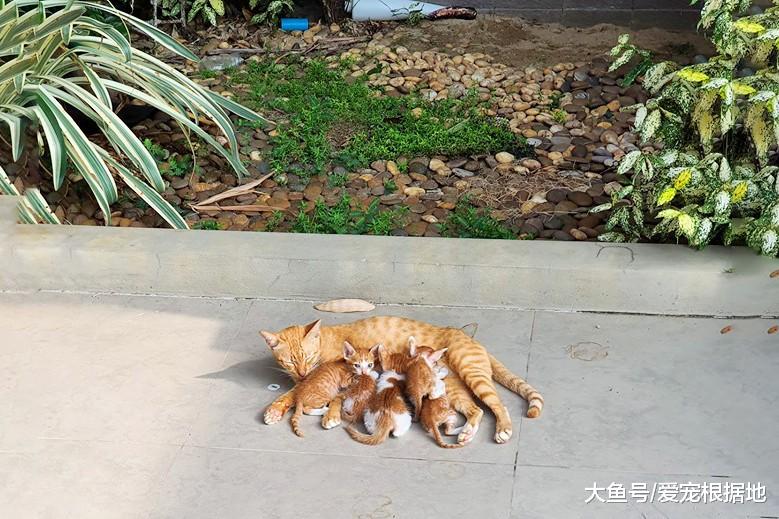 早上打开门，门口出现6只橘猫！自带吸猫体制是什么感受？