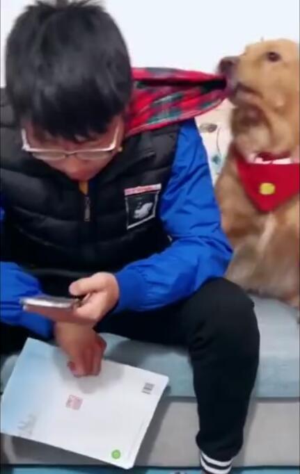 小主人玩手機，金毛叼來書本逼小主人學習，狗子比老師家長還嚴厲