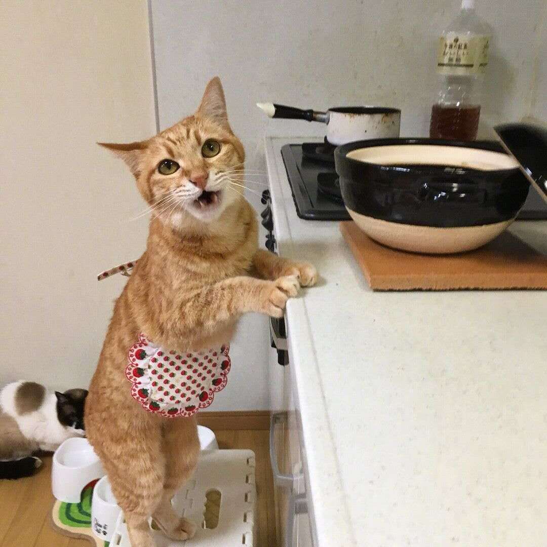 别人的橘猫不是胖，就是爱睡觉，而我的橘猫则是一只家务猫