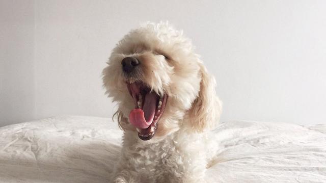 过敏的人该养什么狗狗，人们会对狗狗过敏吗？关于狗与过敏那些事