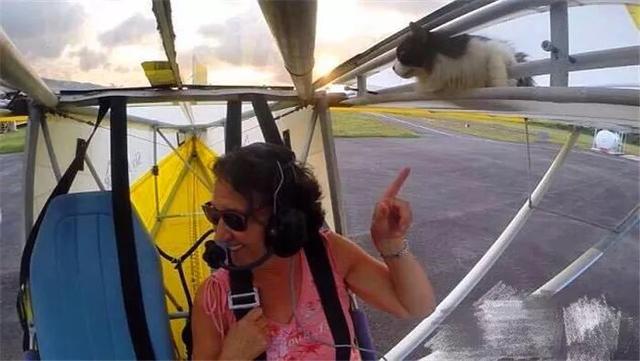 猫咪躲在飞机顶棚上睡觉，一觉醒来在天上，手忙脚乱向飞行员求救