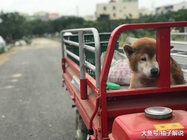 17岁柴犬变成了痴呆，主人曾想让它安乐死，却被它的求生意志感动