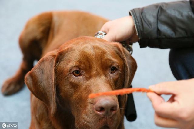 养狗一定少不了这7样东西，看看你备齐了吗？