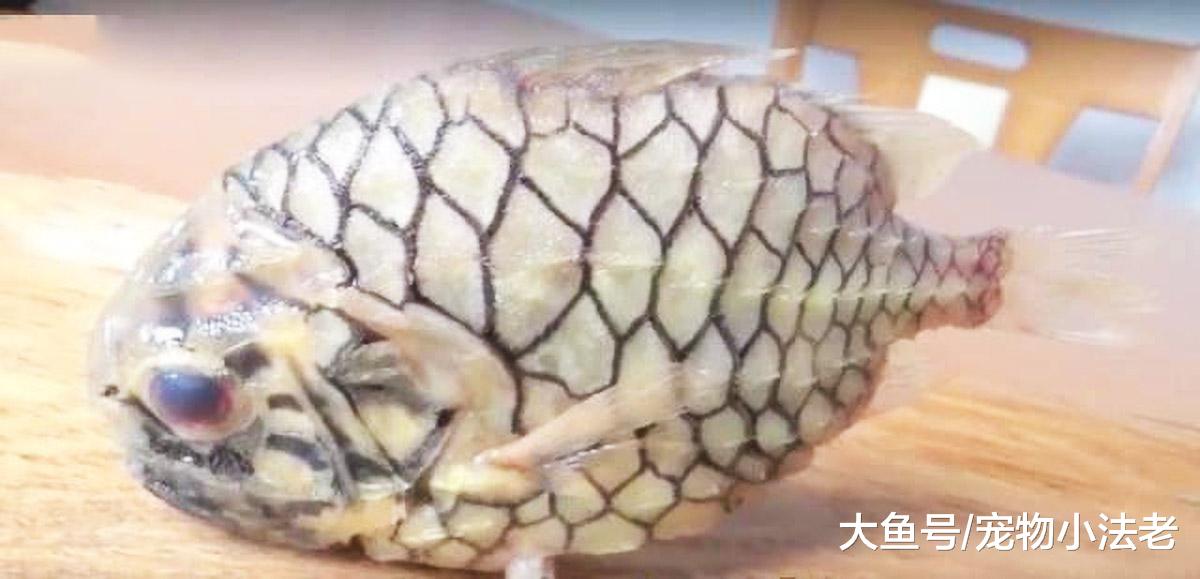 全球最硬的鱼，硬度达到钻石级别，再好的刀也破不了它的绝对防御