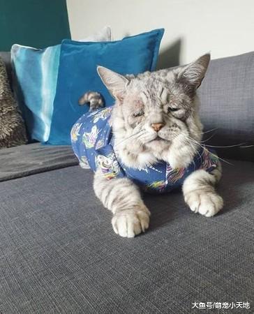 6岁喵患松皮症全身皮肤连眼皮都松弛，却奇迹被爱上