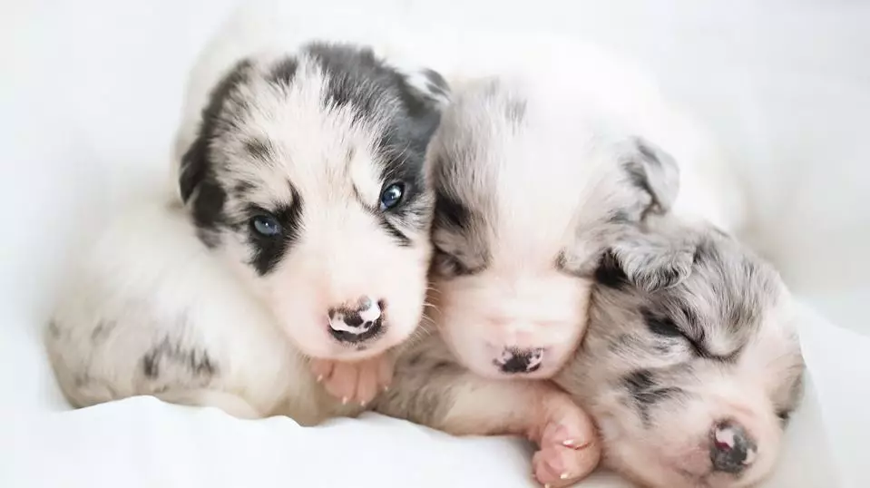 狗主子分娩时我们要注意什么？干货满满！