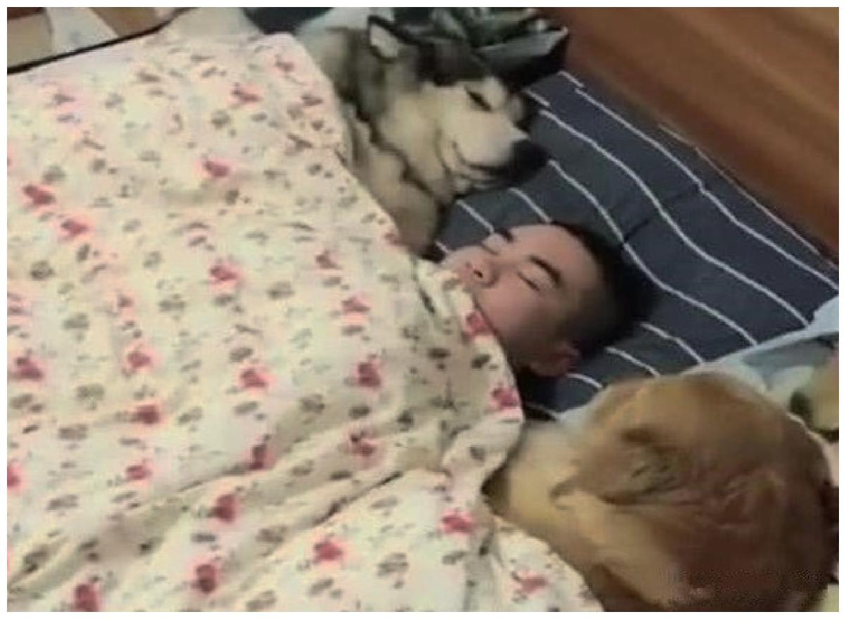 2只狗狗陪同男主人睡觉, 女主人没地落脚, 急了: 我才有结婚证啊