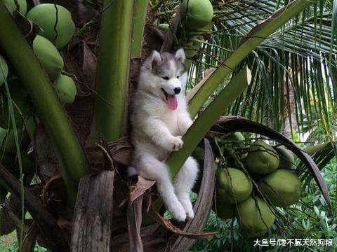 逼疯家长的狗狗来了，哪儿都能卡住！网友：你咋不上天？